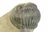 Enrolled Paralejurus Trilobite Fossil - Atchana, Morocco #283756-2